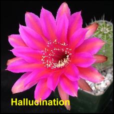 Hallucination.4.1.jpg 